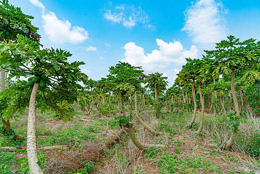 xskt ninh thuận