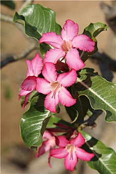 xs bạc liêu
